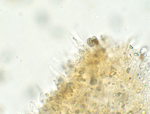 Psathyrella (Photo 8 of 12)