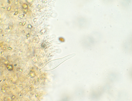 Psathyrella (Photo 9 of 12)