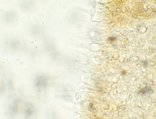 Psathyrella (Photo 10 of 12)
