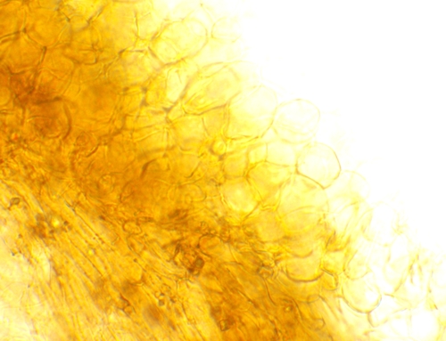 Psathyrella (Photo 12 of 12)