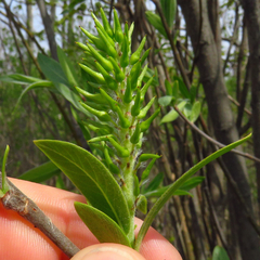Salix myricoides