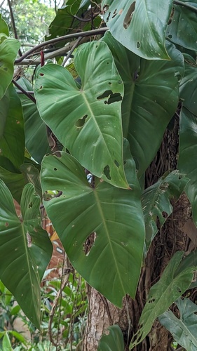 Philodendron erubescens
