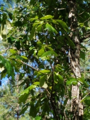 Quercus laevis