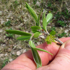 Salix myricoides