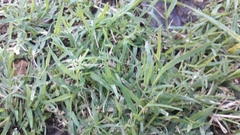 Poaceae