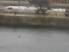 Branta canadensis