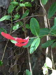 Lonicera sempervirens