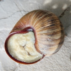 Helix cincta