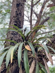 Brassia verrucosa