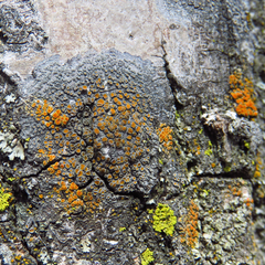 Caloplaca cerina