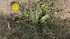 Taraxacum officinale image