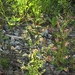 Pedicularis karoi - Photo (c) Aleksandr Ebel,  זכויות יוצרים חלקיות (CC BY-NC), uploaded by Aleksandr Ebel