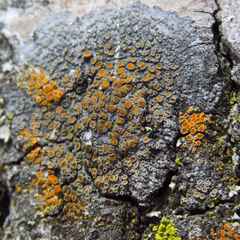 Caloplaca cerina