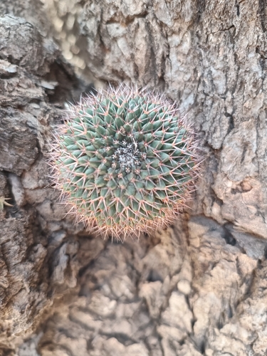 Foto de Mammillaria polythele é conhecida como "cacto-mamilo"