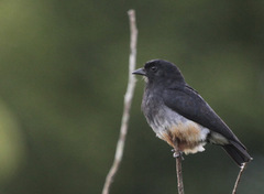 Chelidoptera tenebrosa