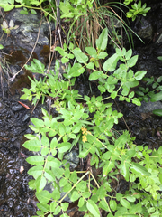 Angelica tomentosa