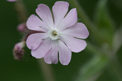 Melandrium