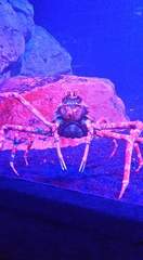 Macrocheira kaempferi