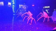 Macrocheira kaempferi