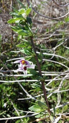 Solanum guineense