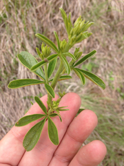 Pediomelum tenuiflorum