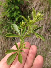 Pediomelum tenuiflorum
