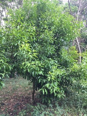 Garcinia