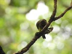 Picumnus olivaceus
