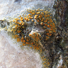Caloplaca cerina