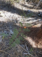 Chamaecrista deeringiana