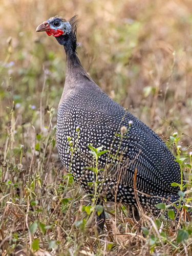 Helmeted Guineafowl, photo 4 of 8