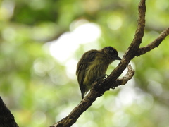 Picumnus olivaceus
