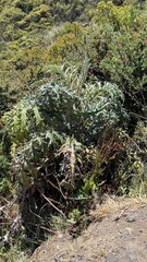 Cirsium subcoriaceum image