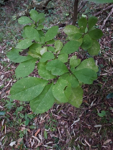 Brunfelsia australis, photograph 5