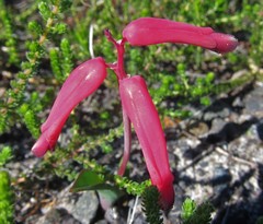 Lachenalia punctata