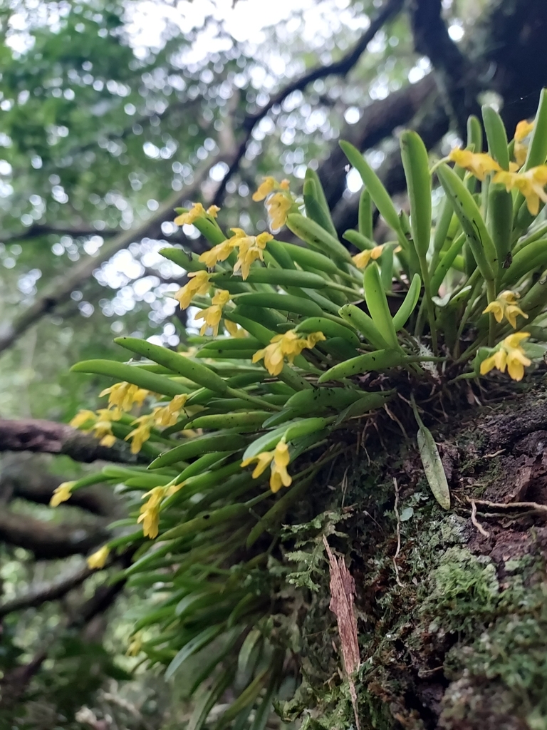 Acianthera sonderiana