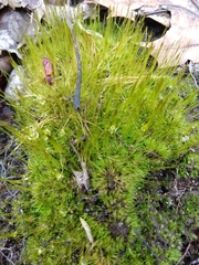 Polytrichum pallidisetum