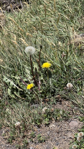 Taraxacum officinale image