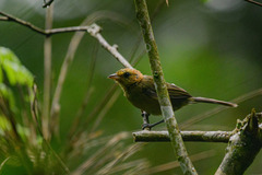 Chestnut-Headed Tanager photo 3