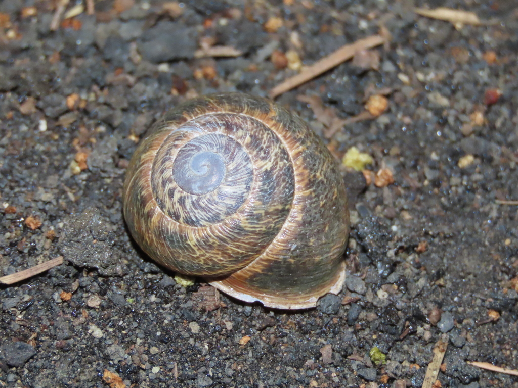 Hemicycla fuenterroquensis