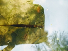 Ranatra linearis