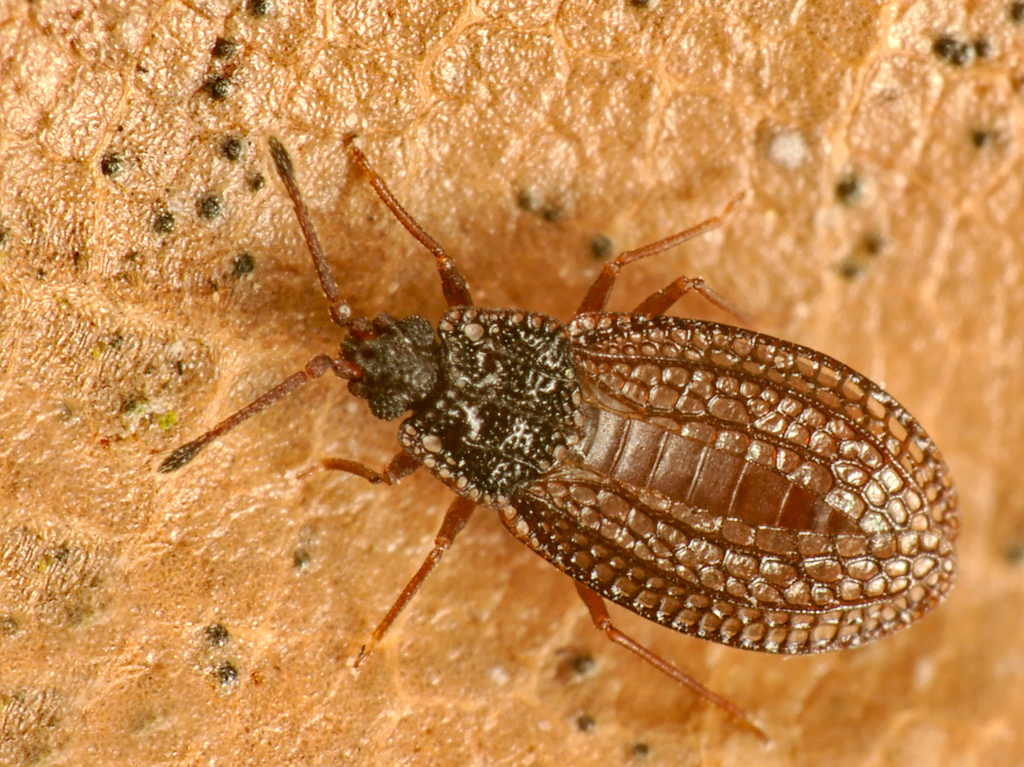 Campylosteira verna