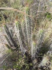 Corryocactus melanotrichus