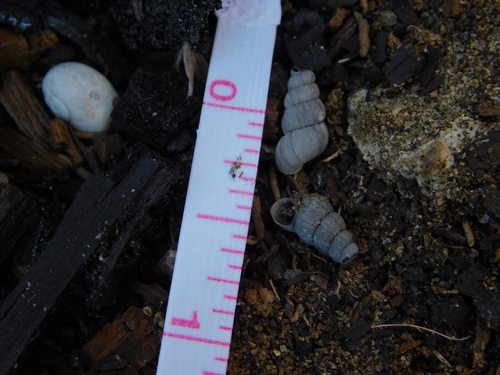Parachondria dentata