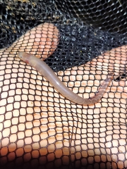 Knifefish photo 2