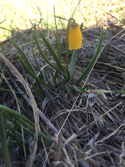 Fritillaria pudica