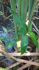Commelina diffusa diffusa