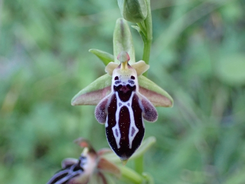 Image of Ophrys cretica by (c) Elias, some rights reserved (CC BY)