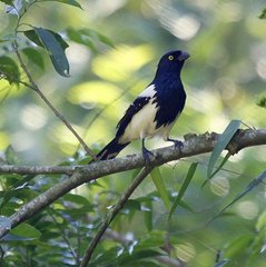 Magpie Tanager photo 2