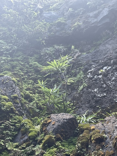 Lobelia niihauensis observed 2024-03-26